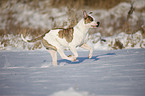 rennende Amerikanische Bulldogge