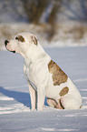 sitzende Amerikanische Bulldogge