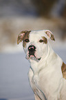 Amerikanische Bulldogge Portrait