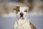 Amerikanische Bulldogge Portrait