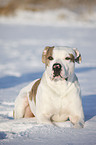 Amerikanische Bulldogge