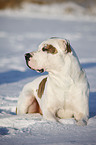 Amerikanische Bulldogge im Schnee