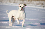 Amerikanische Bulldogge im Schnee