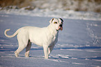 Amerikanische Bulldogge im Schnee