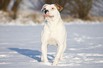 Amerikanische Bulldogge im Schnee