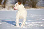 Amerikanische Bulldogge im Schnee