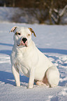 sitzende Amerikanische Bulldogge