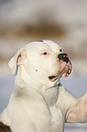 Amerikanische Bulldogge Portrait