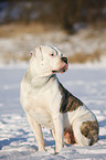 sitzende Amerikanische Bulldogge