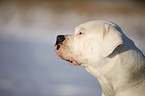 Amerikanische Bulldogge Portrait