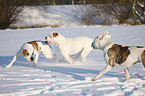 spielender Amerikanische Bulldogen