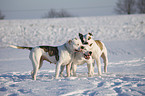 spielende Amerikanische Bulldogen