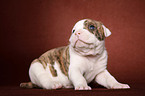 American Bulldog Welpe