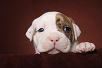 American Bulldog Welpe