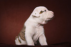 American Bulldog Welpe