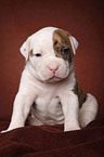 American Bulldog Welpe