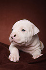 American Bulldog Welpe