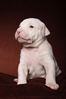 American Bulldog Welpe