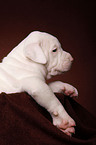 American Bulldog Welpe