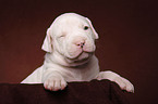 American Bulldog Welpe