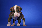 American Bulldog Welpe