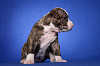 American Bulldog Welpe