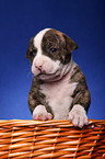 American Bulldog im Krbchen