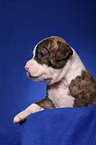 American Bulldog Welpe