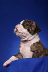 American Bulldog Welpe