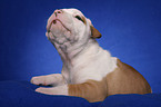 American Bulldog Welpe