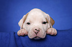 American Bulldog Welpe