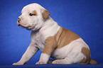 American Bulldog Welpe