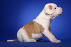 American Bulldog Welpe