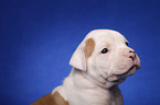 American Bulldog Welpe