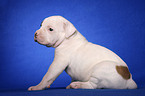 American Bulldog Welpe