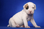 American Bulldog Welpe