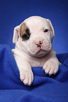 American Bulldog Welpe