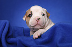 American Bulldog Welpe