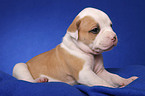 American Bulldog Welpe