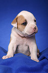 American Bulldog Welpe