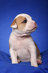 American Bulldog Welpe