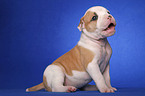 American Bulldog Welpe