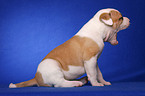 ghnender American Bulldog Welpe