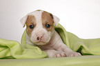 American Bulldog Welpe