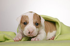 American Bulldog Welpe