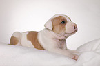 American Bulldog Welpe