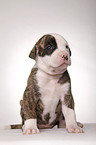 American Bulldog Welpe