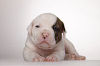 American Bulldog Welpe