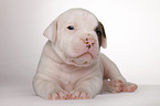 American Bulldog Welpe