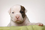 American Bulldog Welpe